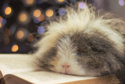 guineapiggies:  Reading is too difficult for me! by ApopFrauks