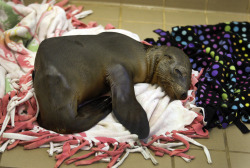 latimes:  The crisis facing California sea lions  State officials