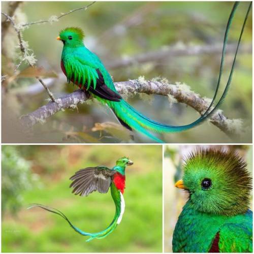 blondebrainpower:Resplendent quetzal -  Pharomachrus mocinno