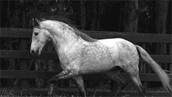 novamaj:  ، #خيل 😍  😍😍😍