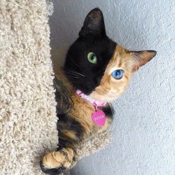 cuteanimalspics:  Amazing chimera cat (Source: http://ift.tt/1MWRX10)