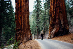 sailorof20s:peteramend:Taking it between the trees. Sequoia National
