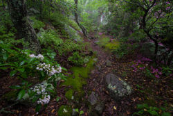 90377:   	Foggy Forest by Steve