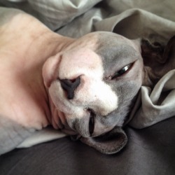 hairless-hugo:Hugo has been extra attentive and snuggly. “I