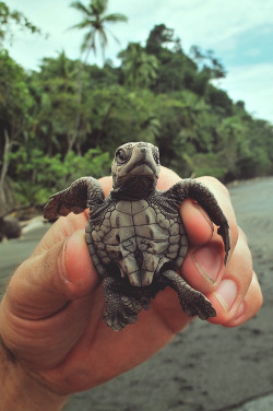 wavemotions:Baby sea turtle by Bas Koster