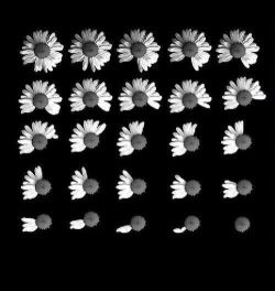 ¿Me quiere?  , No me quiere , ¿Me quiere?  , No me quiere