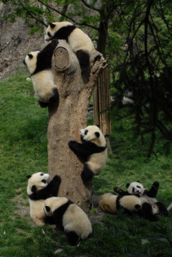 Party at the panda pad