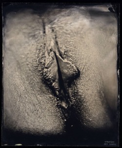 vladgans:  WEt plate pussy 