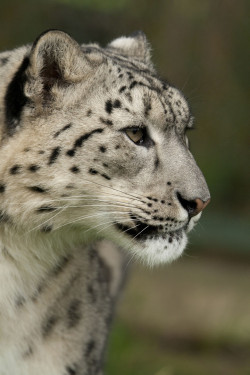 llbwwb:  (via 500px / Snow Leopard by Rose Smith) 