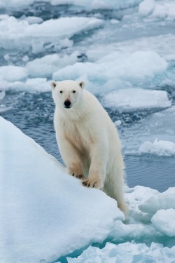 belovedgaia:  wolverxne:  Polar Bear climbs and looks | by: