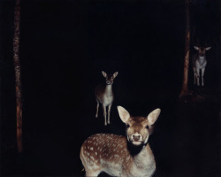 foxesinbreeches:  Deer at night, Maine, from the series The Physical