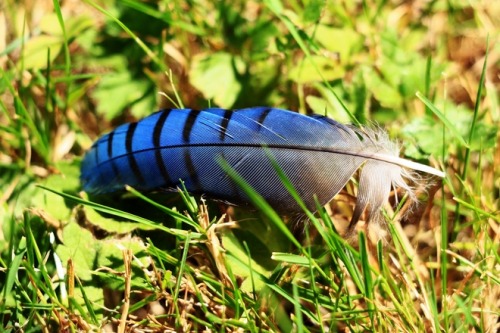 The bluebird of happiness left you a gift