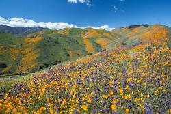 amazinglybeautifulphotography:  Vast Hillsides of SoCal Wildflowers