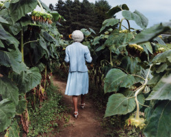 deszczowe-dni: Sheron Rupp - Trudy in Annie’s Sunflower Maze, Amherst,