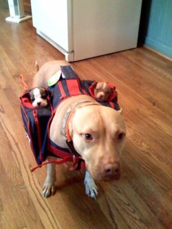  It comes with 2 subwoofers  