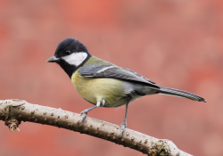 In response to the porn ban, here is a picture of a Great Tit.Let’s
