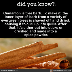 did-you-know:  Cinnamon is tree bark. To make it, the  inner