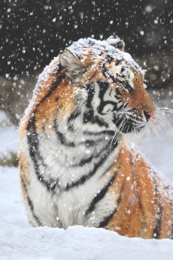 portuguese-birdie:  #tiger #snow #beautiful #majestic #immortal