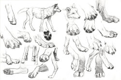 drawingden:  Paws frenzy by wolf-minori  