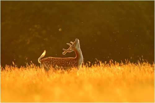 Delicious golden light (Fallow deer buck, UK)