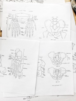 studyworkshop:  15-Nov-2016 More anatomy notes that got me a