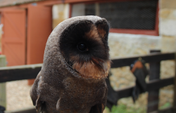 orcavian:  Melanistic Barn Owl (I never thought I’d get to