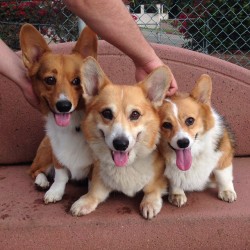 andcorgimakesthree:  How many arms to hold three corgis for a