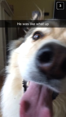 actualdogvines:  alphie the mischievous husky/collie (submitted