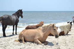lokoneko:  The horses of Assategue Island, Maryland.No zoom.