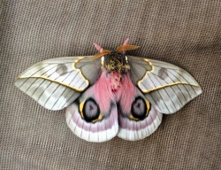 bugkeeping:    Automeris frankae  