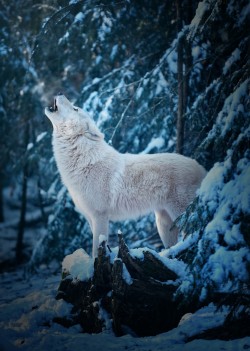 magicalnaturetour:  Good Morning Call of an Arctic Wolf by Michael