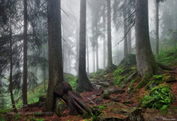 superbnature:  Ancient Trees by kilianschoenberger 