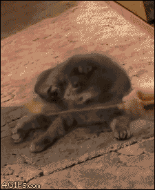 i-justreally-like-cats-okay:  x