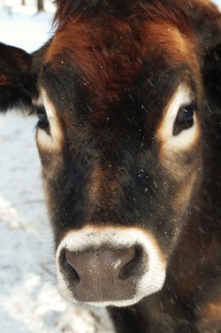 zooophagous:  pureveganimagination:  Handsome Norman, a rescued