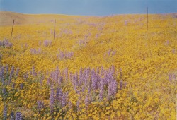 acehotel:  Untitled (Flowering Field) by William Eggleston