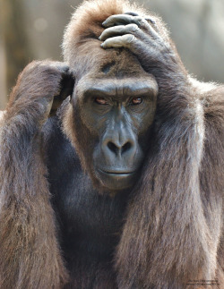 Gorilla Stare by M. Fitzsimmons on Flickr ☛ http://flic.kr/p/ho5Bh8