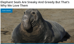 slumbermancer: this elephant seal’s name is “GUEST COLUMNS”