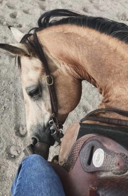 ponyhunters:  this one has a heart of gold