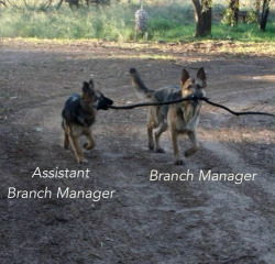 Assistant TO the Branch Manager