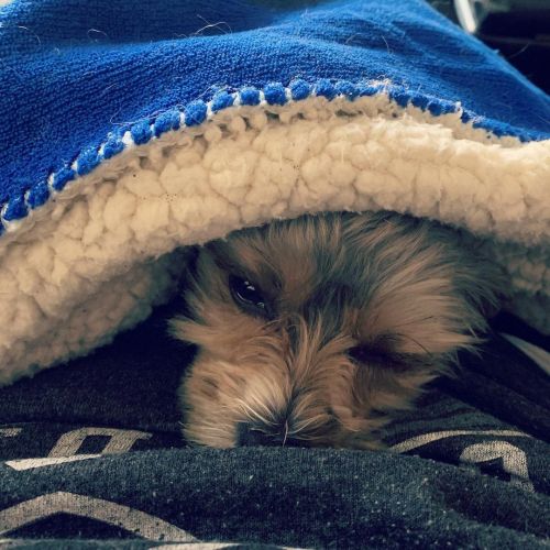 Pepe wasn’t into football today. Lol 😂  #yorkiesofinstagram