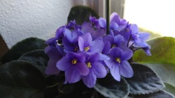 My African violet is doing very well. Its petals are glittery