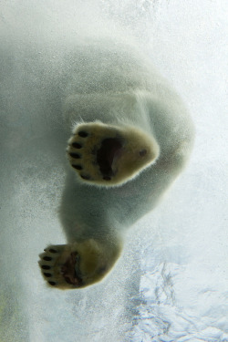 vacants:  polar bear (by spacedog studios)