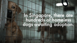 thefuuuucomics:  huffingtonpost:  IKEA ADVERTISES ADOPTABLE DOGS