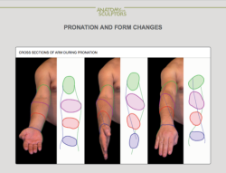 grimconversations:  drawingden:  Pronation and form changes by Anatomy