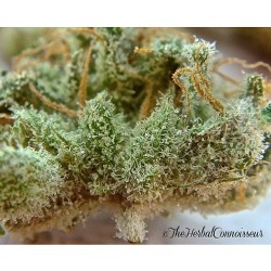 weedporndaily:  Let’s keep this #trichometuesday rolling the
