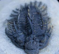 fossilera:  A spiny Comura trilobite from Morocco.  This 350