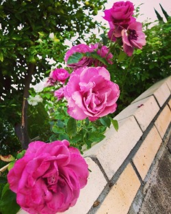 Purple roses 🌹  (at Hacienda Pèrez-Garcia) https://www.instagram.com/p/BpJj4p7gNUj/?utm_source=ig_tumblr_share&igshid=zezx648fvq2e