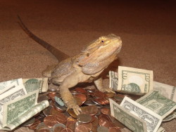 i-m-snek:  This is the money lizard, reblog and many moneys will