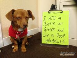 dogshaming:  Scrap booking Sparkles!  I ate a bottle of glitter