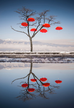 Splash of colour (the “Rainblossom Project” art installation at Spanish Banks, Vancouver, Canada)